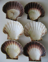 Pecten maximus SET